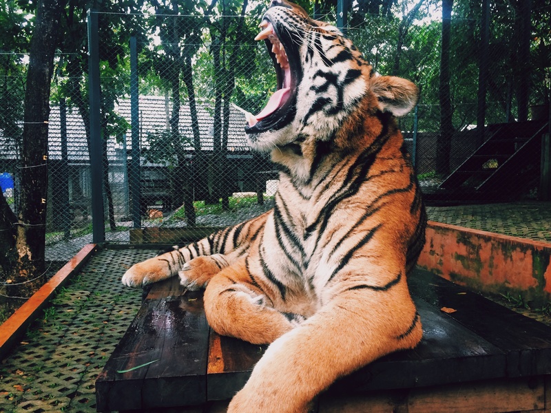 Animal wildlife zoo jungle mammal predator 173260 pxhere.com