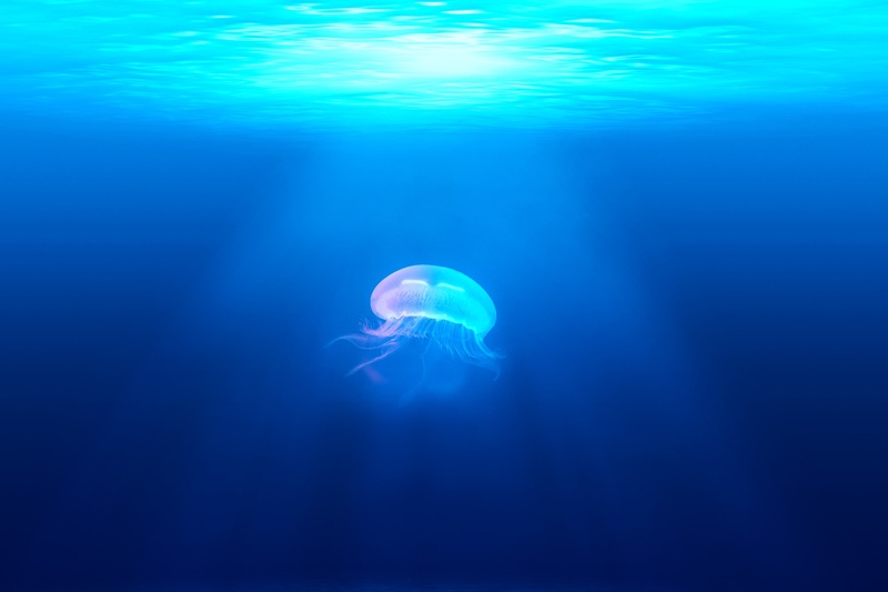 Sea water ocean light underwater biology 16989 pxhere.com